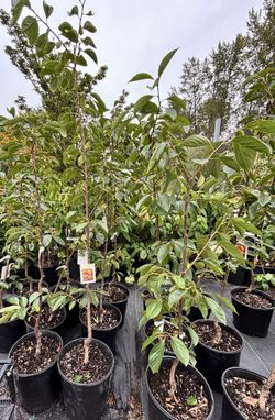 Fuyu Persimmons (Giant Fuyu)