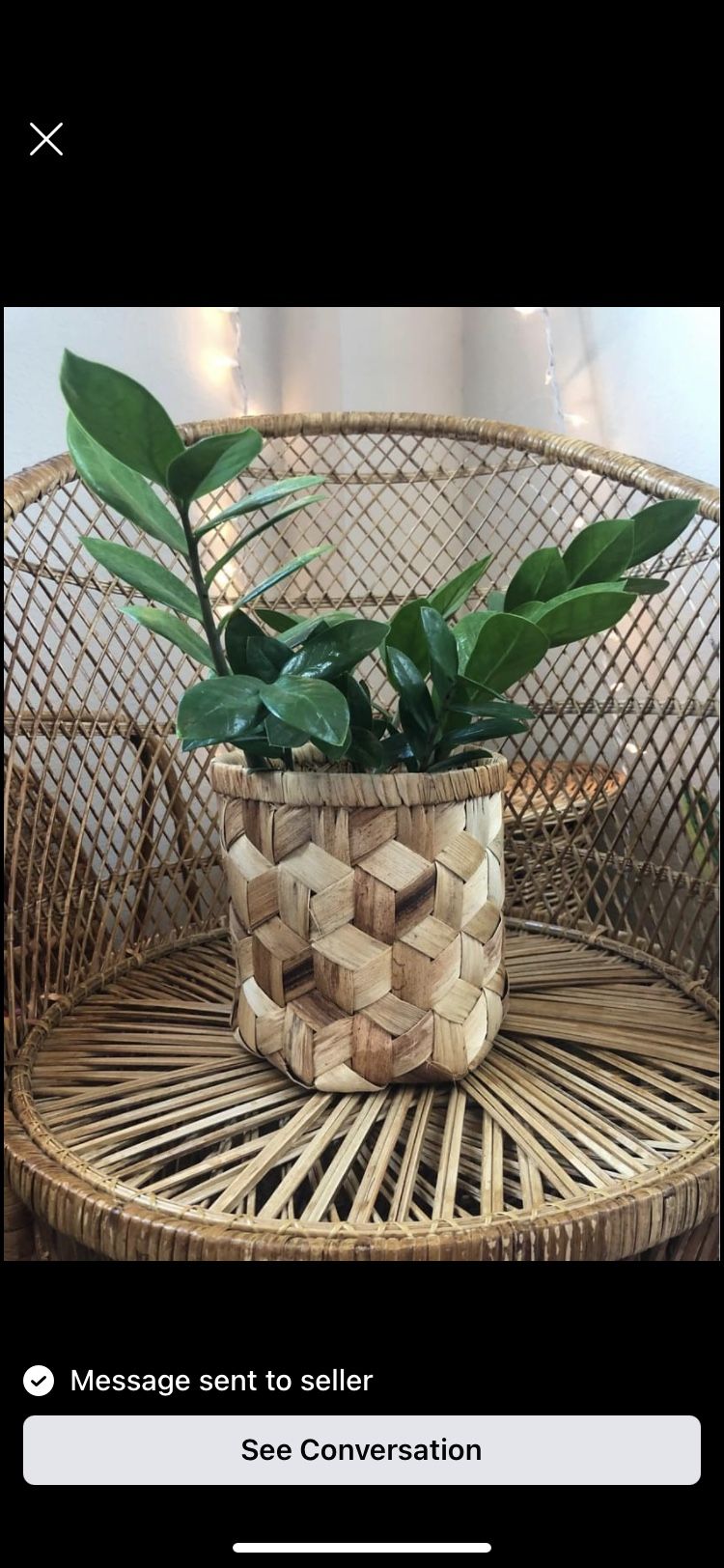 Beautiful ZZ plant in wicker basket