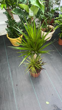 Dracena Marginata Mixed 8 Inch Pot