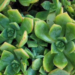 ORGANIC SUCCULENT PLANT #2.