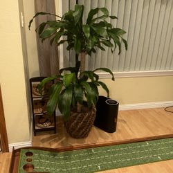 House Plant