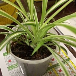 A Healthy Spider Plant