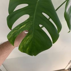 Monstera Aurea (top Cutting) 
