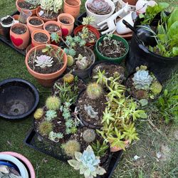 All The Plants And Small Pots