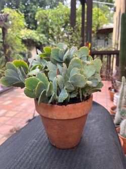 Lavender scallops succulent / plant