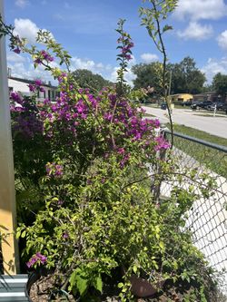 Bougainvillea / Linda Mira/ Veranera/ Flor De papel