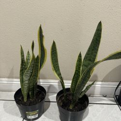 Snake Plant 10$ Each