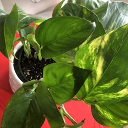 Golden Pothos In 6" White Ceramic Pot