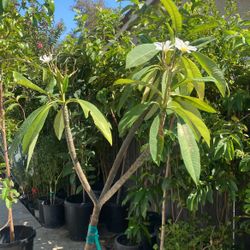 Plumeria