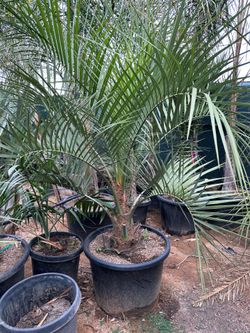 Pindo palm tree 25gal