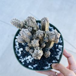 Euphorbia Abdelkuri Imported