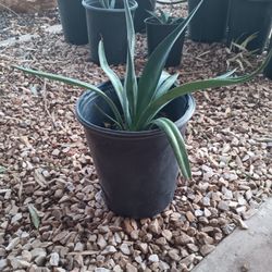 5 Gallon Agave