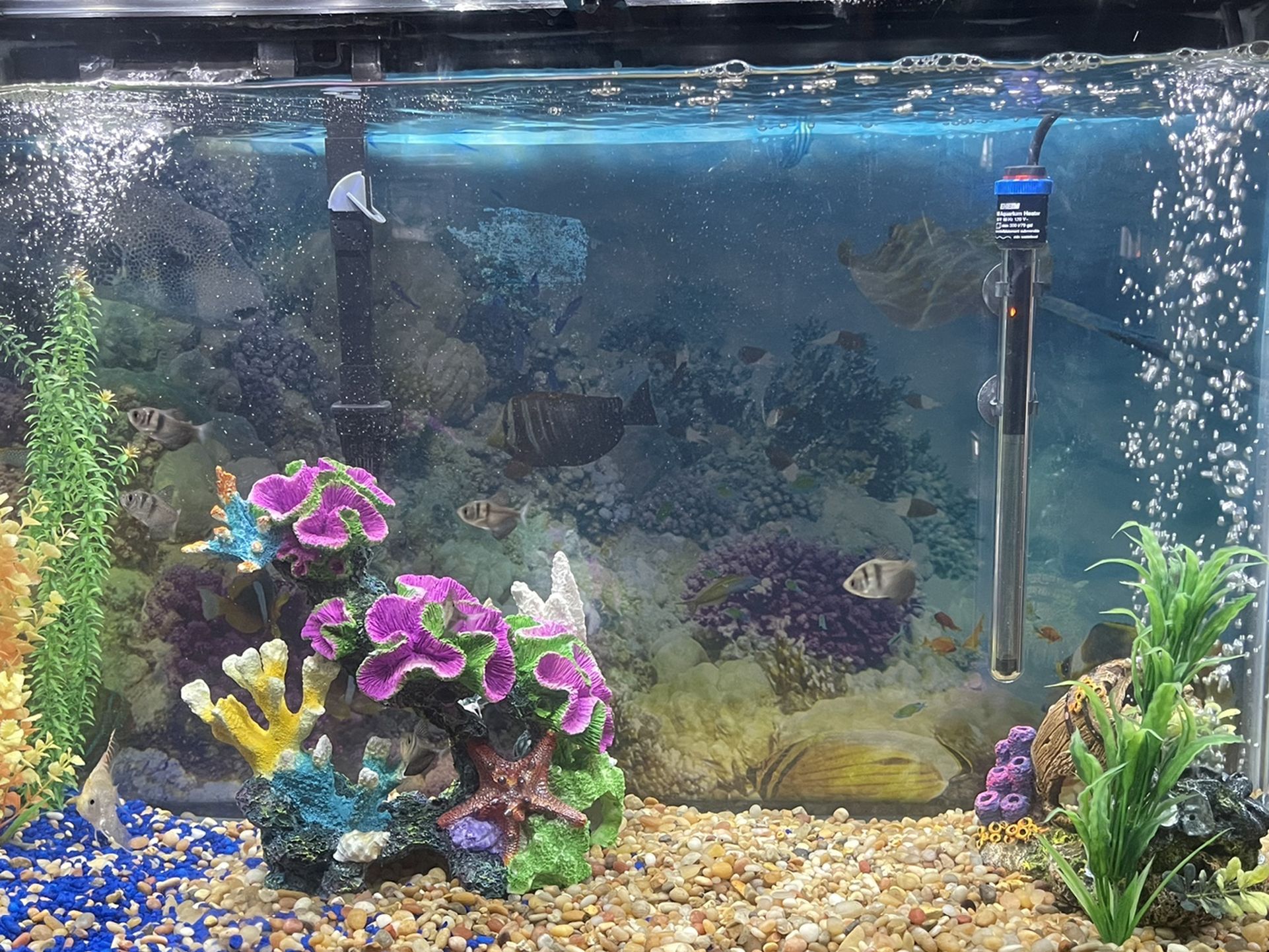 45 Gallon Fish Tank/Aquarium