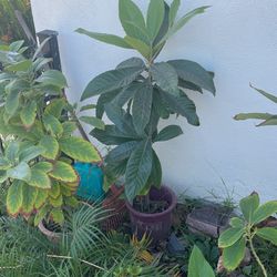Mispero Tree