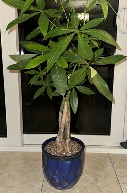 Bonsai Money Tree