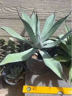 Agave century plant 3g