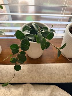 Plant