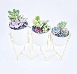 Succulent succulents plants live plants