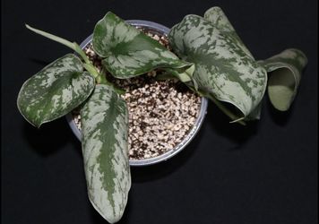 Scindapsus Exotica – Two Rooted Cuttings in One Pot!
