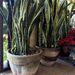 Snake Plants  in Big Clay Pot $50 each Pot 