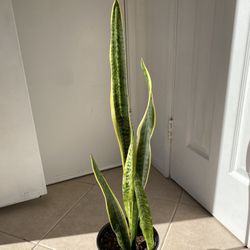 Healthy Snake Plant / Mother in Law Tongue 🪴
