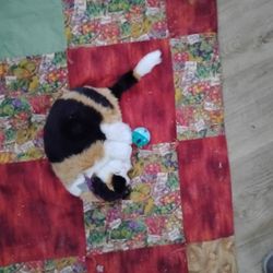 Toy Cat