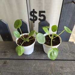 Chinese Money Plants 