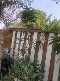 Vendo árbol de aguacate
