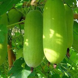 2X Gourd Mellon Seedling Plants Producing Hundreds Of Fruits 