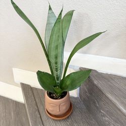 Live Moonshine Snake Plant Sanservieria With Ceramic Face Pot (Please Read Full Description)