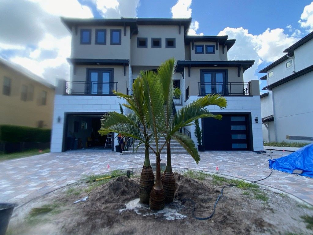 Triple And Double Trunk Bottle Palms