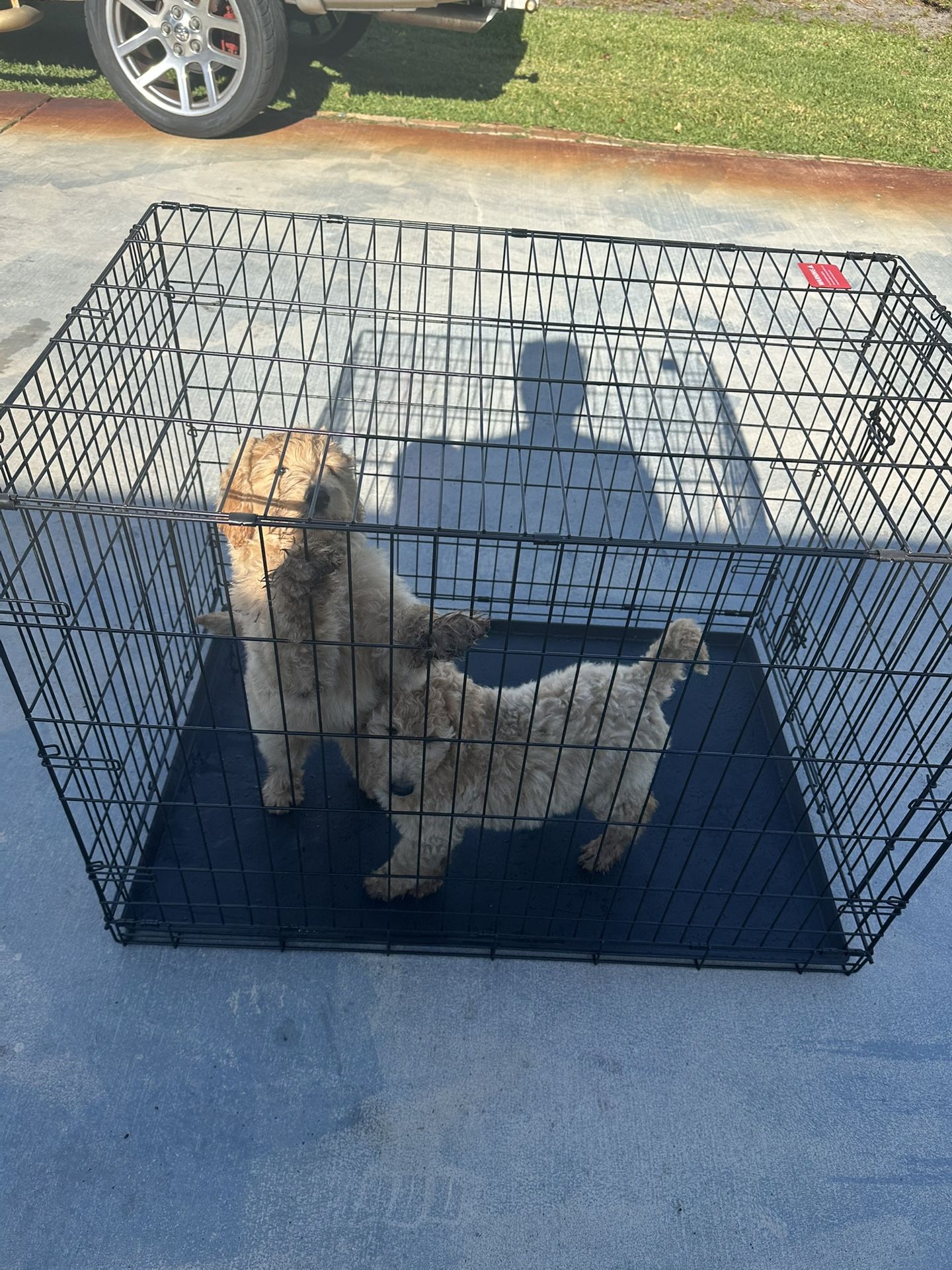 Large Dog Crate