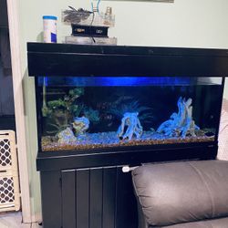 Fish Tank