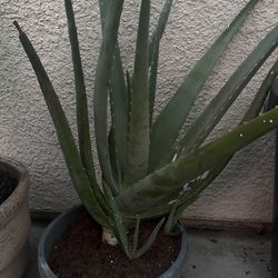 Alobera  Plant