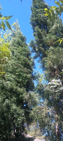 Pines plant.