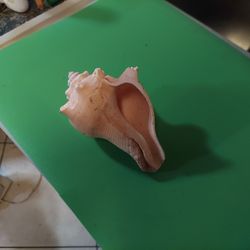 Real 5 inch Seashell  