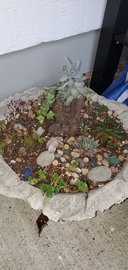 Succulent garden