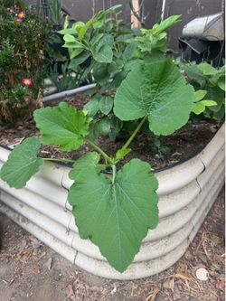 Raise garden bed new !