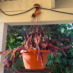 Purple Heart Hanging Plant