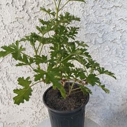 1 Gallon Pot Mosquito Repellent Citronella Plant - Beautiful Purple Flowers 🌸 - Drought Resistant - Fresh Smell - Rooted & Established 