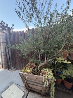 Olive tree