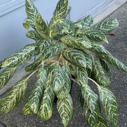 Golden Madonna Chinese evergreen (Aglaonema)