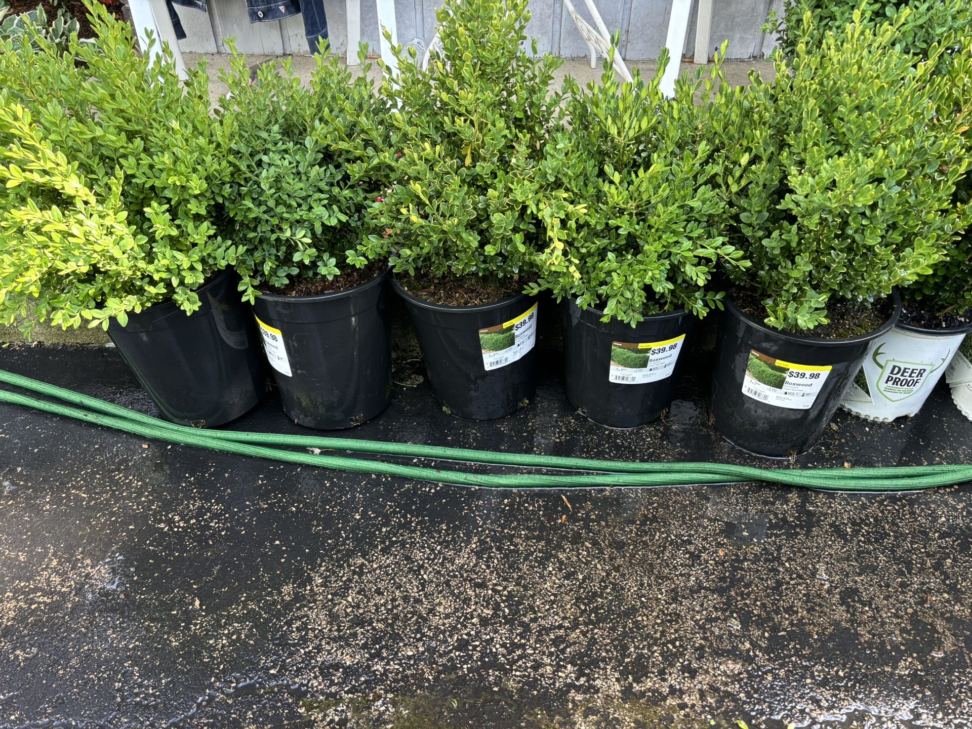BOXWOOD PLANTS