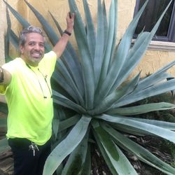 Agave Plant $250.00 CASH. TEXT FOR PRICES.  