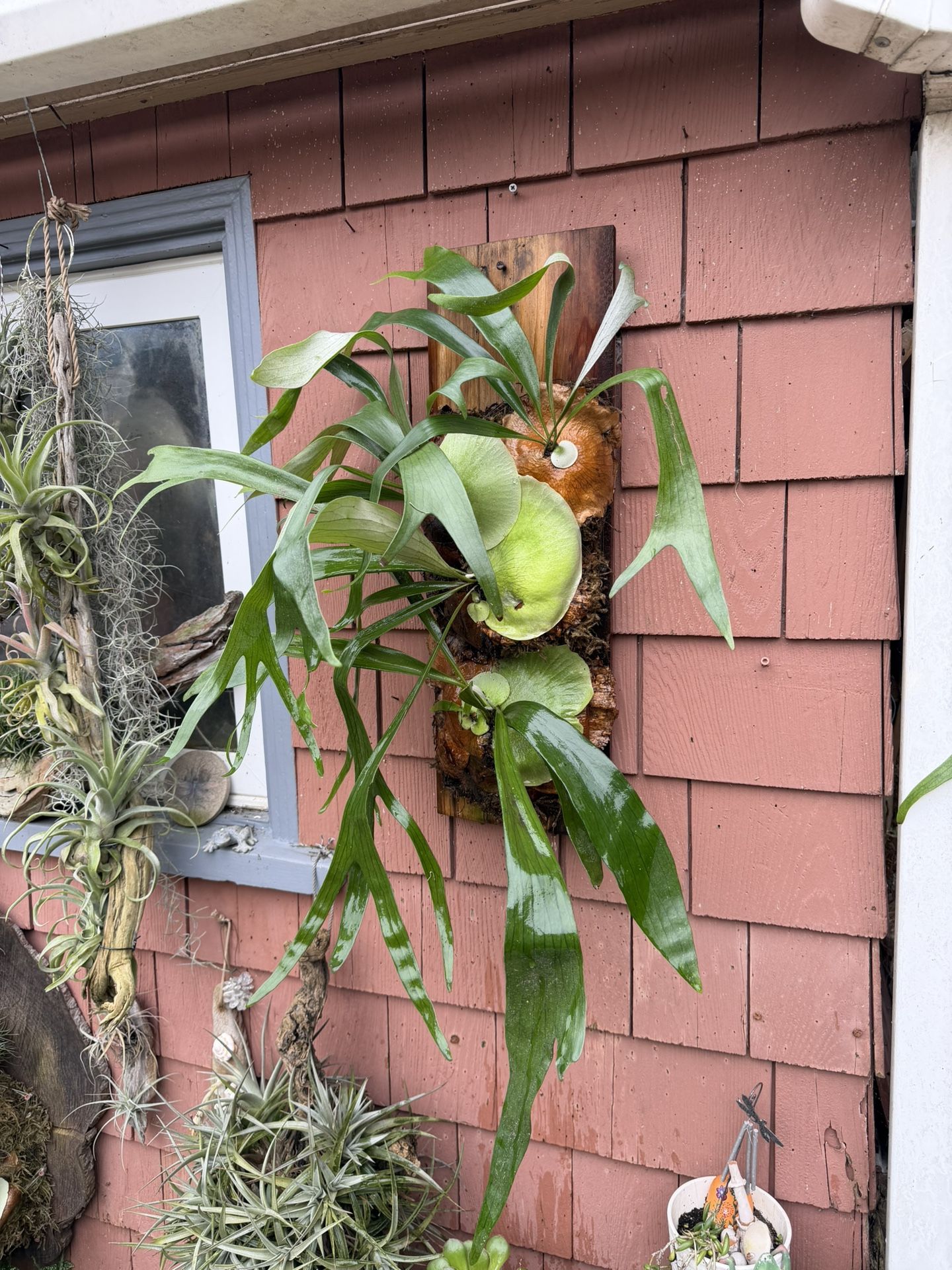 Vertical Staghorn Fern Creation