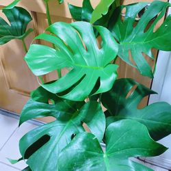 Monstera Deliciosa