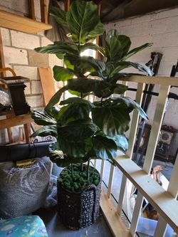 Fake fig tree