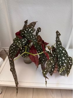 Beginoa Maculata Cuttings