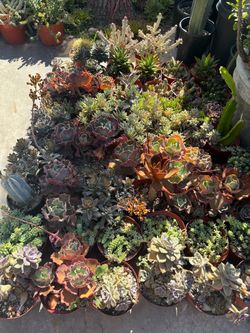 Succulent plants