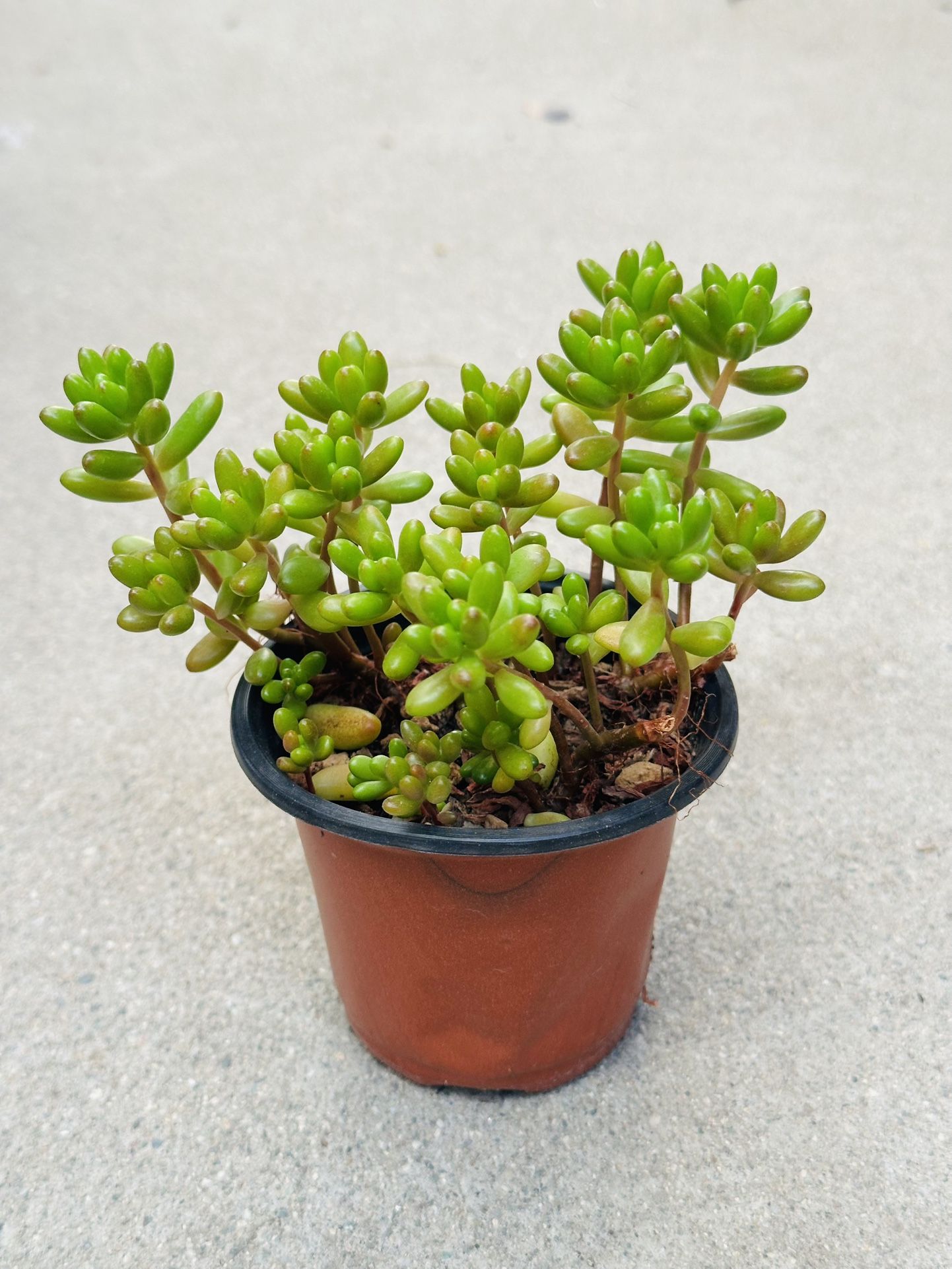 Succulents plants 🪴